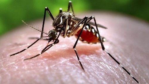 
Virus Zika là loại virus được lây truyền từ muỗi Aedes sang người qua vết đốt
