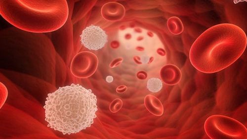 Bạch cầu mãn tính dòng tế bào Lympho (CLL): Triệu chứng, dấu hiệu