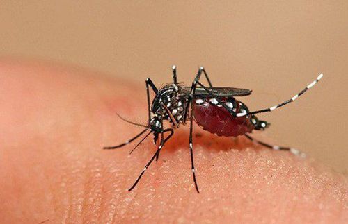 
Dengue fever can be transmitted by mosquitoes carrying the disease
