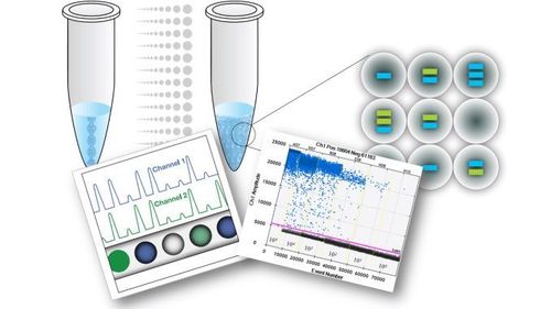 
Phương pháp sinh học phân tử (PCR)
