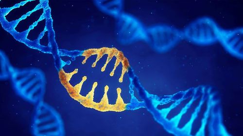 Genetic testing for Duchenne muscular dystrophy