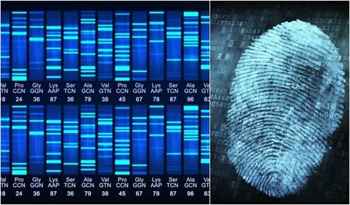 What is a DNA fingerprint?