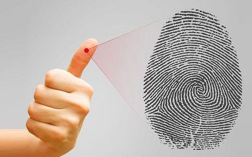 The formation of fingerprints in humans