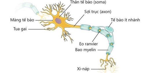 
Tế bào thần kinh có thể dai đến 1 mét
