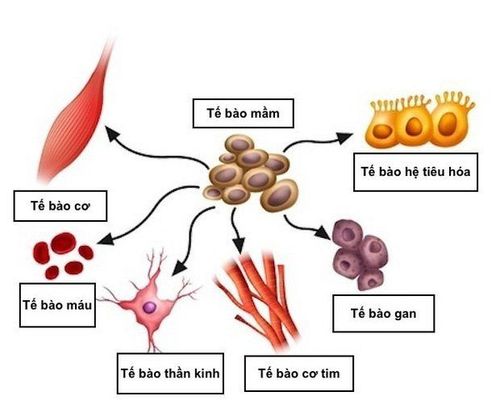 
Tế bào mầm là những tế bào đặc biệt xuất hiện trong quá trình phát triển phôi thai
