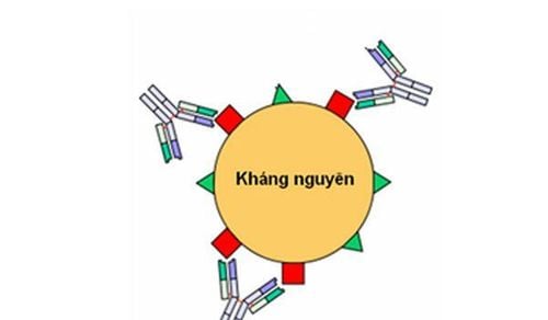 
Trường hợp truyền máu không hòa hợp kháng nguyên nhóm máu càng nhiều có khả năng cơ thể tạo ra kháng thể bất thường cao
