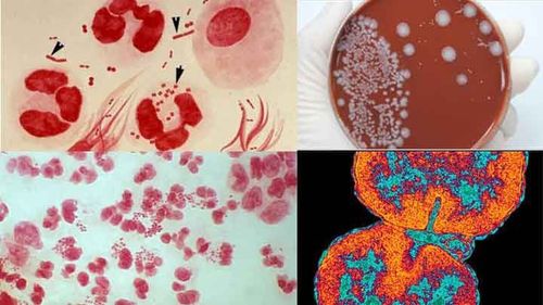 Bacterial growth and reproduction