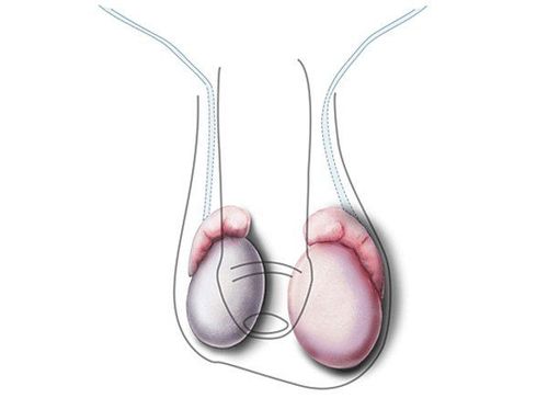 The role of the testes in the endocrine system