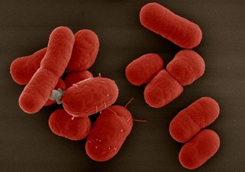 What are bacteria? What types are there?