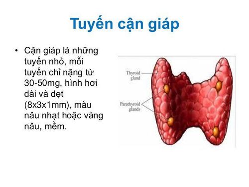 
Hình ảnh mô tả tuyến cận giáp
