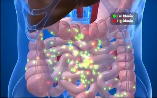 Microbial system in the digestive tract