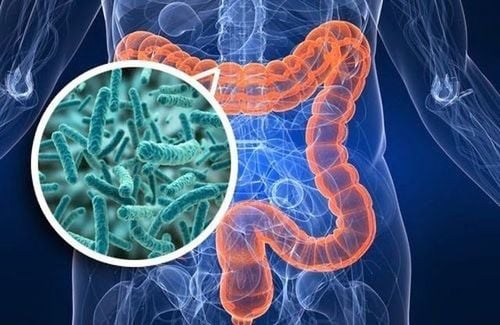 The role of the gut microbiota