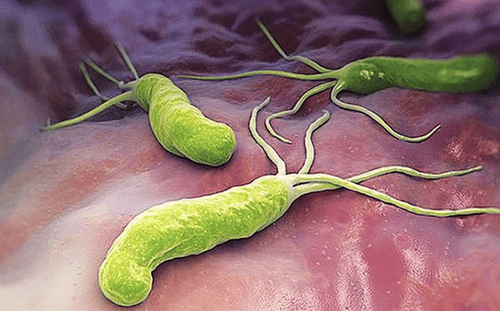 
Vi khuẩn HP - tên khoa học: Helicobacter pylori
