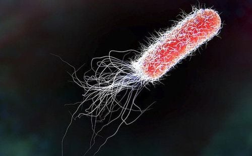 What role does E. coli bacteria play in the body and what disease does it usually cause?