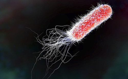 
E.coli gây nhiễm khuẩn tiết niệu
