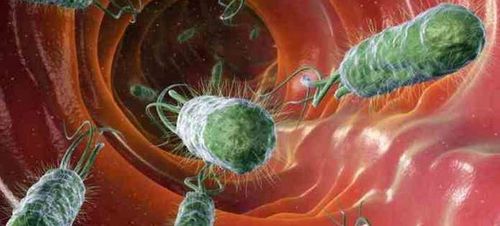 
E coli bacteria stimulate the human body's immune system
