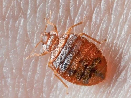 Bed bugs- How to avoid bed bug bites