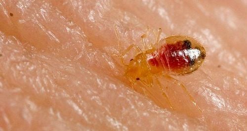 How to thoroughly treat to avoid being bitten by bed bugs