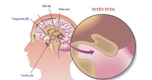 Tuyến tùng: Cấu tạo và chức năng