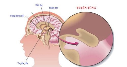 The pineal gland: Structure and function