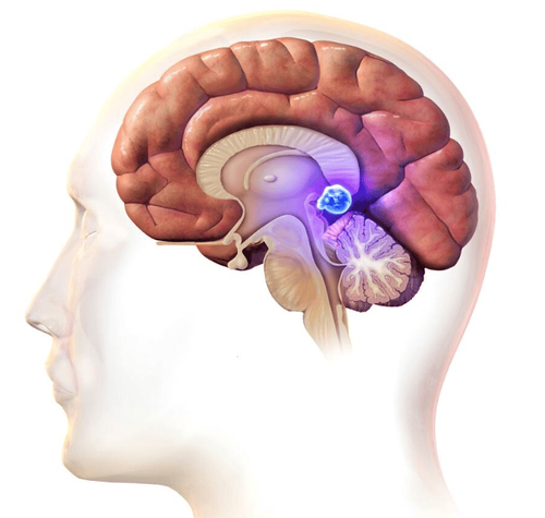 What is the role of the pineal gland in the endocrine system?