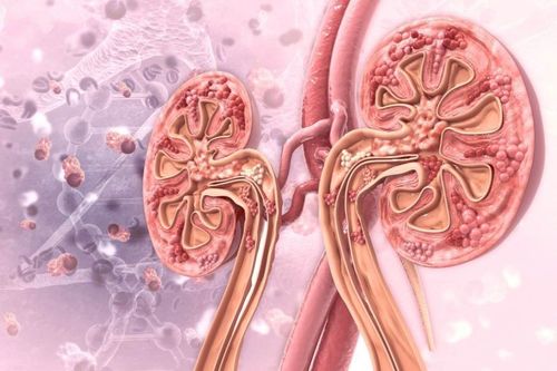 Calculation of glomerular filtration rate according to blood creatinine