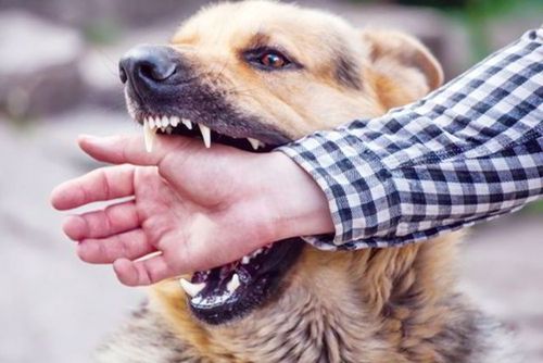 Can a dog bite be infected with rabies?