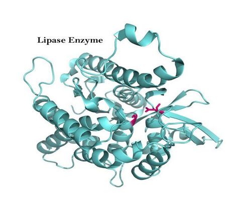 
Lipase là một trong enzyme do tuyến tụy sản xuất các để tiêu hóa chất béo
