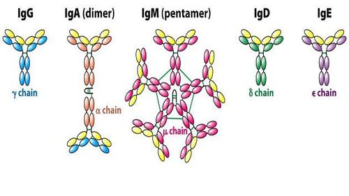 
IgM được xác định tốt nhất khi nhiễm khuẩn ở giai đoạn sớm
