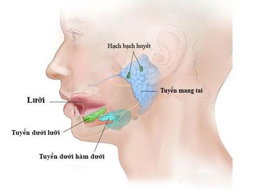 
Tuyến mang tai là một trong những tuyến nước bọt chính của cơ thể
