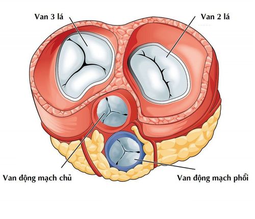 How is mitral regurgitation different from mitral stenosis?