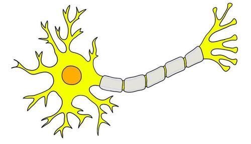 Bao myelin có vai trò gì trong hệ thần kinh?