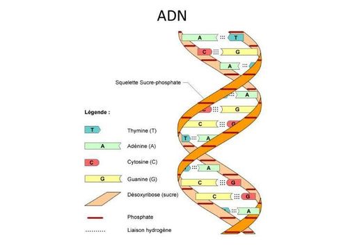 
DNA được tạo thành từ các đơn vị nucleotide
