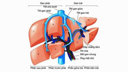 Tạo đường thông cửa chủ trong gan qua tĩnh mạch cảnh trong (TIPS)