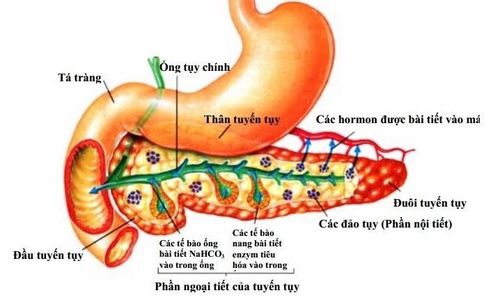 
Cấu tạo tuyến tụy
