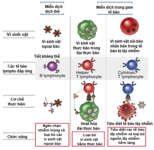 
Hình 2. Vai trò của tế bào Lympho B và Lympho T trong đáp ứng miễn dịch dịch thể và miễn dịch trung gian tế bào
