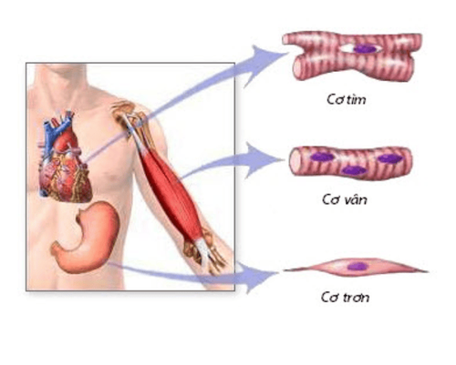 
Người bệnh có thể gặp tình trạng tiêu cơ vân sau khi dùng thuốc Statin
