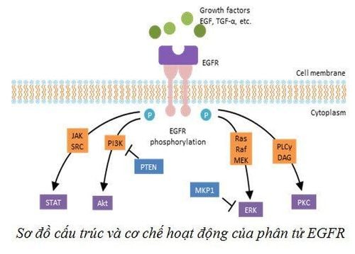 Hình ảnh mô tả cấu trúc và cơ chế hoạt động của EGFR.