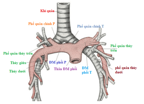 
Động - tĩnh mạch phế quản
