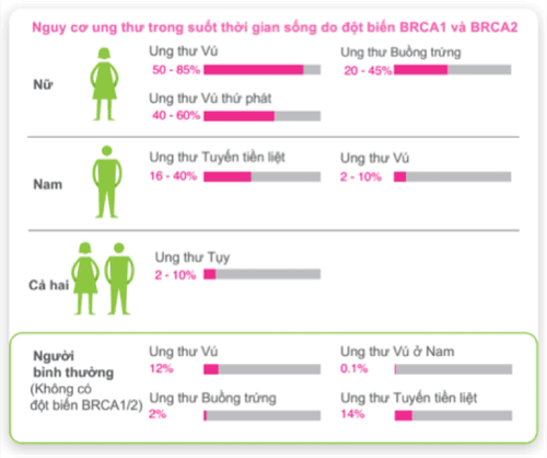 
Cả nam giới và phụ nữ đều mang gen BRCA bao gồm gen BRCA1 và BRCA2 có vai trò bảo vệ cơ thể khỏi ung thư
