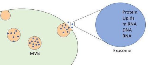 
Bên trong exosomes chứa thành phần sinh học
