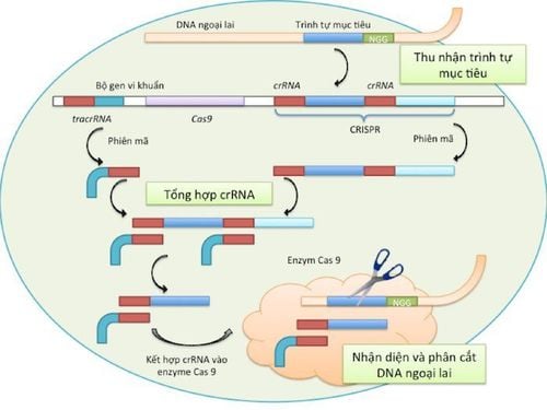 
Hệ thống CRISPR/Cas9
