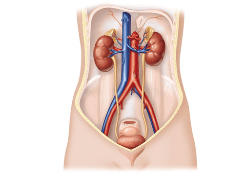 Computed tomography of the urinary system with renal vasculature and urinary tract visualization