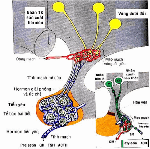 
Hormone ACTH có liên quan đến tuyến yên
