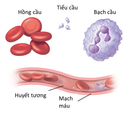 Functions of blood and plasma cells