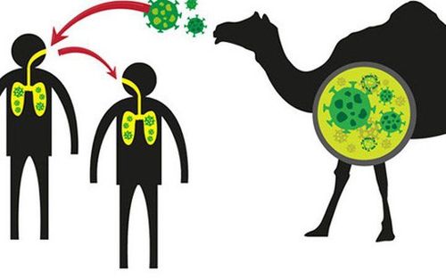 
Virus MERS được truyền chủ yếu từ động vật sang người, nhưng cũng có thể truyền từ người sang người
