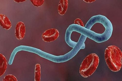 How is Ebola virus transmitted?