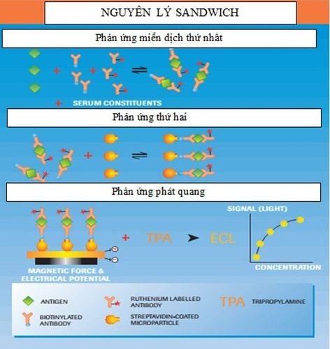 
Hình ảnh: Nguyên lý sandwich của kỹ thuật miễn dịch điện hóa phát quang.
