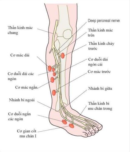 
Vị trí dây thần kinh mác
