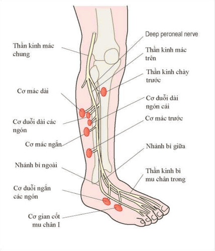 
Vị trí dây thần kinh mác
